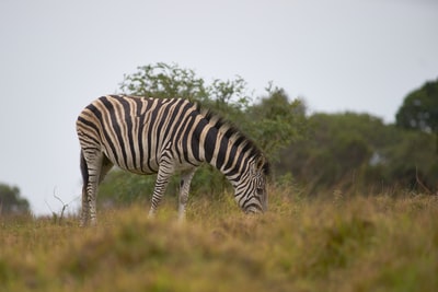 Standing on the green grass of zebra during the day
